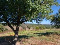 Продава ПАРЦЕЛ, област Варна, с. Бенковски • 59900 € • 83455194 9 — Holmes.bg Продава ПАРЦЕЛ, област Варна, с. Бенковски • 59900 € • 83455194 9