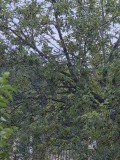 Продава Парцел област Пазарджик , с. Лесичово , 2000 кв.м | 85840131 — Imoti.com Продава Парцел област Пазарджик , с. Лесичово , 2000 кв.м | 85840131