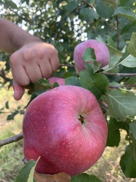 Обява Продава ЗЕМЕДЕЛСКА ЗЕМЯ,гр. Радомир, област Перник>