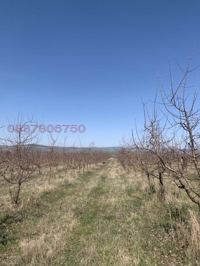 Обява Продава ЗЕМЕДЕЛСКА ЗЕМЯ,гр. Радомир, област Перник