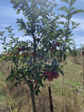 Обява Продава ЗЕМЕДЕЛСКА ЗЕМЯ,гр. Радомир, област Перник