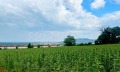 Продава ПАРЦЕЛ, област Добрич, с. Рогачево • 75600 € / 147860.75 лв. • 34120527 2 — Holmes.bg Продава ПАРЦЕЛ, област Добрич, с. Рогачево • 75600 € / 147860.75 лв. • 34120527 2