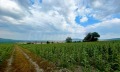 Продава ПАРЦЕЛ, област Добрич, с. Рогачево • 75600 € / 147860.75 лв. • 34120527 4 — Holmes.bg Продава ПАРЦЕЛ, област Добрич, с. Рогачево • 75600 € / 147860.75 лв. • 34120527 4