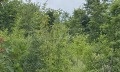 Продава ПАРЦЕЛ, област Видин, с. Милчина лъка • 2307 € • 54484750 4 — Holmes.bg Продава ПАРЦЕЛ, област Видин, с. Милчина лъка • 2307 € • 54484750 4