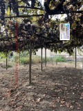 Продава Къща област Пазарджик , с. Звъничево , 89 кв.м | 95888527 — Imoti.com Продава Къща област Пазарджик , с. Звъничево , 89 кв.м | 95888527