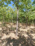 Продава ЗЕМЕДЕЛСКА ЗЕМЯ, с. Злати войвода, област Сливен, снимка 3