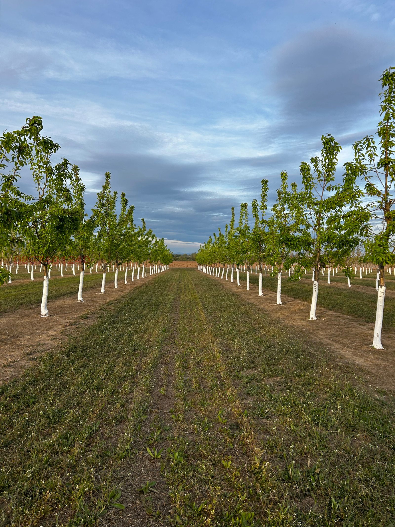 Продава ЗЕМЕДЕЛСКА ЗЕМЯ, с. Симеоновец, област Пазарджик