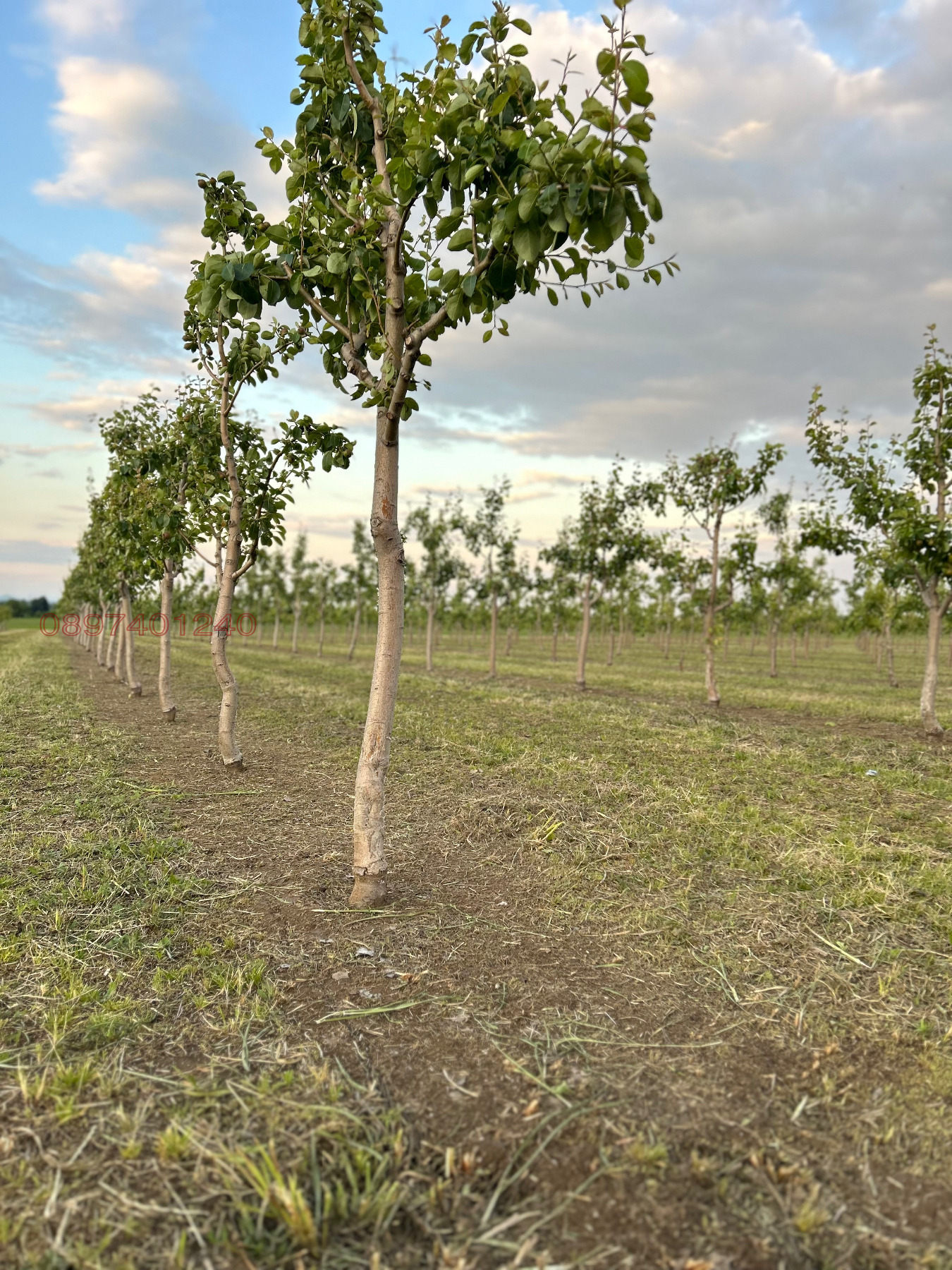 Продава ЗЕМЕДЕЛСКА ЗЕМЯ, с. Симеоновец, област Пазарджик, снимка 13 - Земеделска земя - 53884971