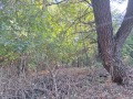 Продава ПАРЦЕЛ, с. Шишенци, област Видин, снимка 2