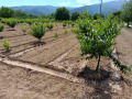 Продава ЗЕМЕДЕЛСКА ЗЕМЯ, гр. Петрич, област Благоевград, снимка 4