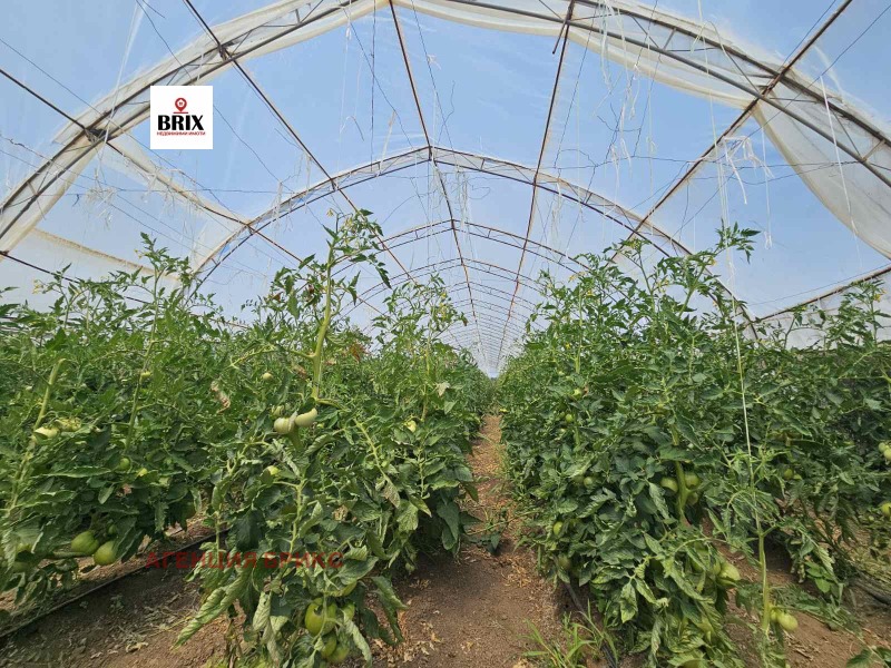 Προς πώληση  Γη περιοχή Ruse , Μαρτεν , 5 dka | 80477130 - εικόνα [5]