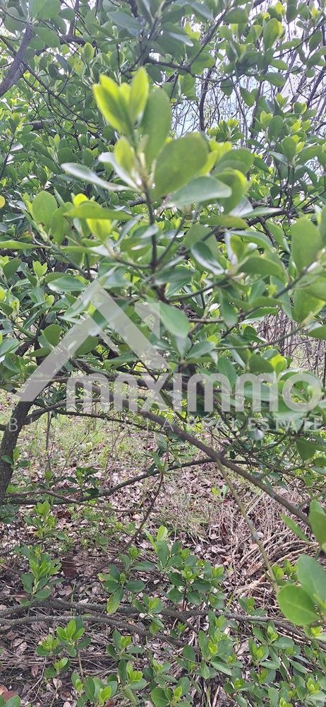 Продава ПАРЦЕЛ, гр. Варна, м-т Планова, снимка 12 - Парцели - 54190804