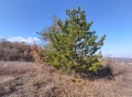 Продава ПАРЦЕЛ, област Пловдив, с. Храбрино • 35650 € • 76351282 — Holmes.bg