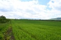 Продава ПАРЦЕЛ, с. Иваняне, област София-град, снимка 5
