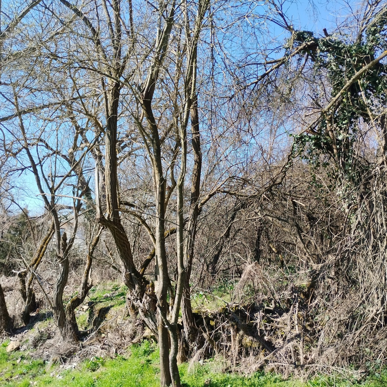 Продава ПАРЦЕЛ, с. Славейково, област Габрово, снимка 3 - Парцели - 53707294