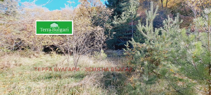 Til salg  Grund Sofia , Marchaevo , 3090 kvm | 48787010 - billede [5]