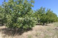Продава ЗЕМЕДЕЛСКА ЗЕМЯ, с. Цалапица, област Пловдив, снимка 1