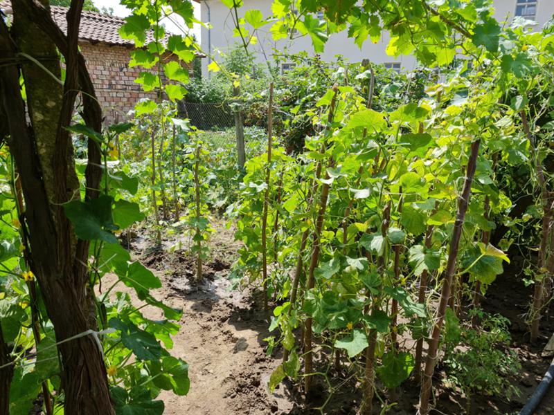 Продава КЪЩА, гр. Славяново, област Плевен, снимка 6 - Къщи - 52783920