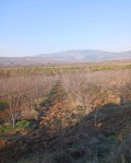 Продава ЗЕМЕДЕЛСКА ЗЕМЯ, с. Соволяно, област Кюстендил, снимка 5