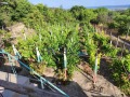 Продава ПАРЦЕЛ, с. Доброглед, област Варна, снимка 9