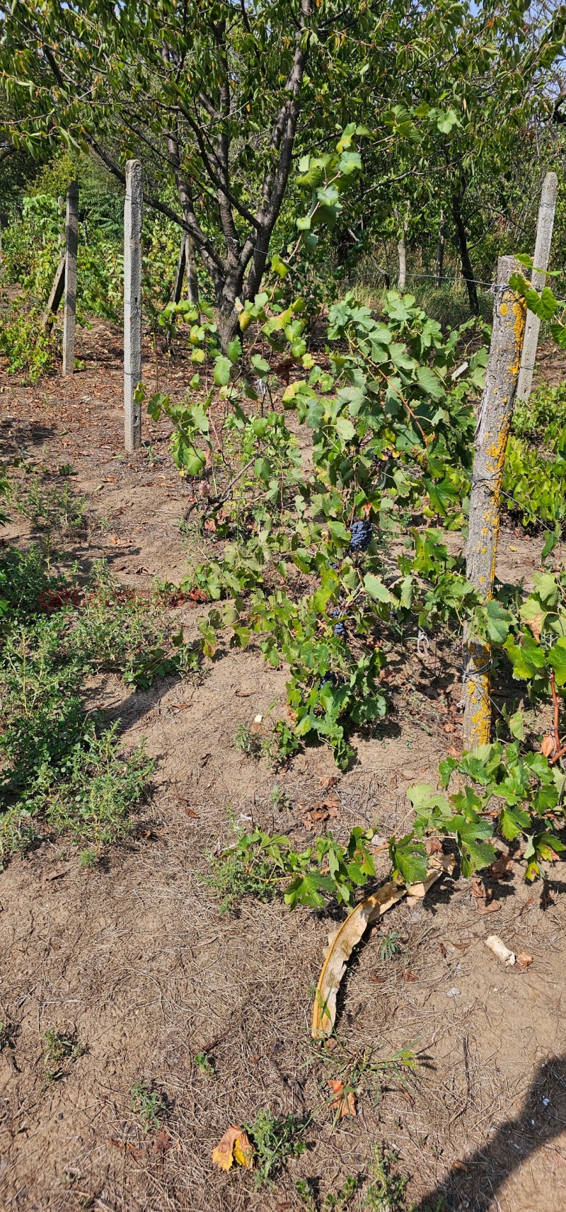 Продава ПАРЦЕЛ, гр. Русе, в.з. Левента, снимка 7 - Парцели - 52854903