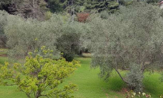 Продава ВИЛА, Извън страната, област Извън страната, снимка 7 - Вили - 54087048