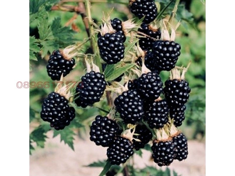 ������� ���� | Imot.bg � ����������� 5