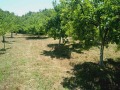 Продава ЗЕМЕДЕЛСКА ЗЕМЯ, гр. Благоевград, област Благоевград, снимка 8