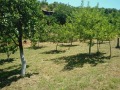 Продава  Земеделска земя област Благоевград , гр. Благоевград , 1.2 дка | 57404565 - изображение [6]