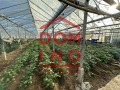 Продава ЗЕМЕДЕЛСКА ЗЕМЯ, с. Говедаре, област Пазарджик, снимка 4