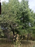 Продава КЪЩА, област София, гр. Ихтиман • 185000 € • 98318703 — Holmes.bg