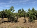 Продава КЪЩА, гр. Павликени, област Велико Търново, снимка 17