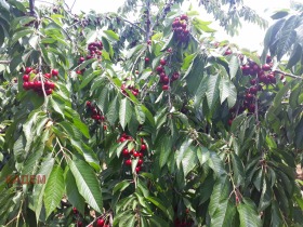 ������� ���������� ���� | Imot.bg � ����� ������ 5