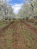 Продава ЗЕМЕДЕЛСКА ЗЕМЯ, с. Невестино, област Кюстендил, снимка 2