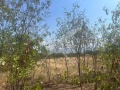 Продава ПАРЦЕЛ, област Пловдив, с. Златитрап • 90000 € • 80429155 — Holmes.bg