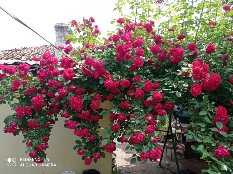 Продава КЪЩА, с. Зафирово, област Силистра