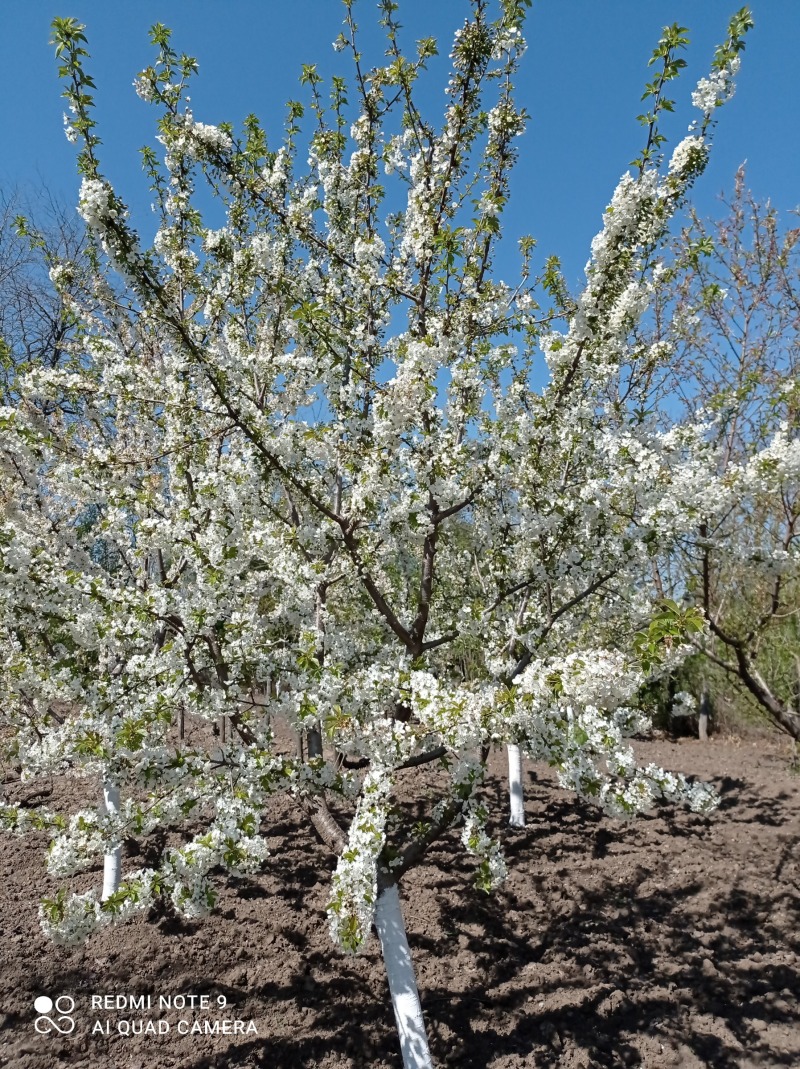 Продава КЪЩА, с. Зафирово, област Силистра, снимка 6 - Къщи - 52780219