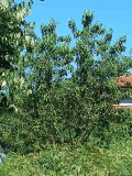 Продава КЪЩА, с. Буковец, област Видин, снимка 7