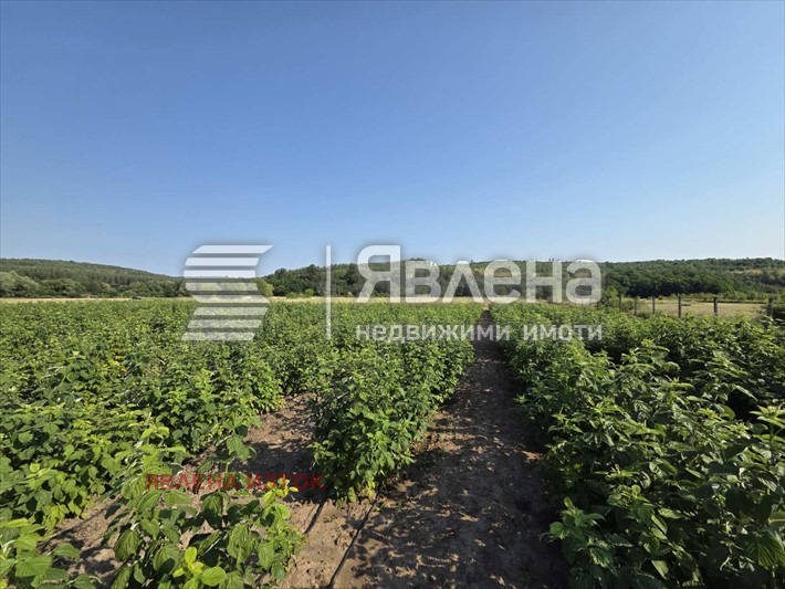 For Sale  Plot region Sofia , Dolna banya , 52411 sq.m | 89589275