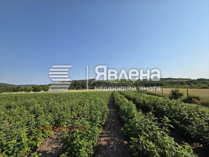 For Sale  Plot region Sofia , Dolna banya , 52411 sq.m | 89589275 - image [2]