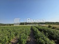 Продава ПАРЦЕЛ, гр. Долна баня, област София област, снимка 2