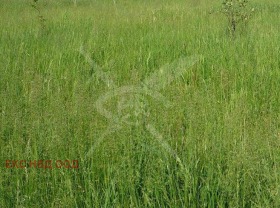 Grund Sakartsi, region Haskovo