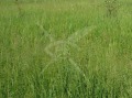 Продава ПАРЦЕЛ, област Хасково, с. Сакарци • 71580 € • 52318923 — Holmes.bg