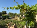 Продава ПАРЦЕЛ, с. Полковник Свещарово, област Добрич, снимка 5