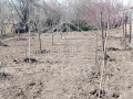 Продава ПАРЦЕЛ, с. Полковник Свещарово, област Добрич, снимка 5