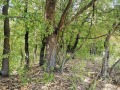 Продава ПАРЦЕЛ, с. Чавдар, област София област, снимка 9