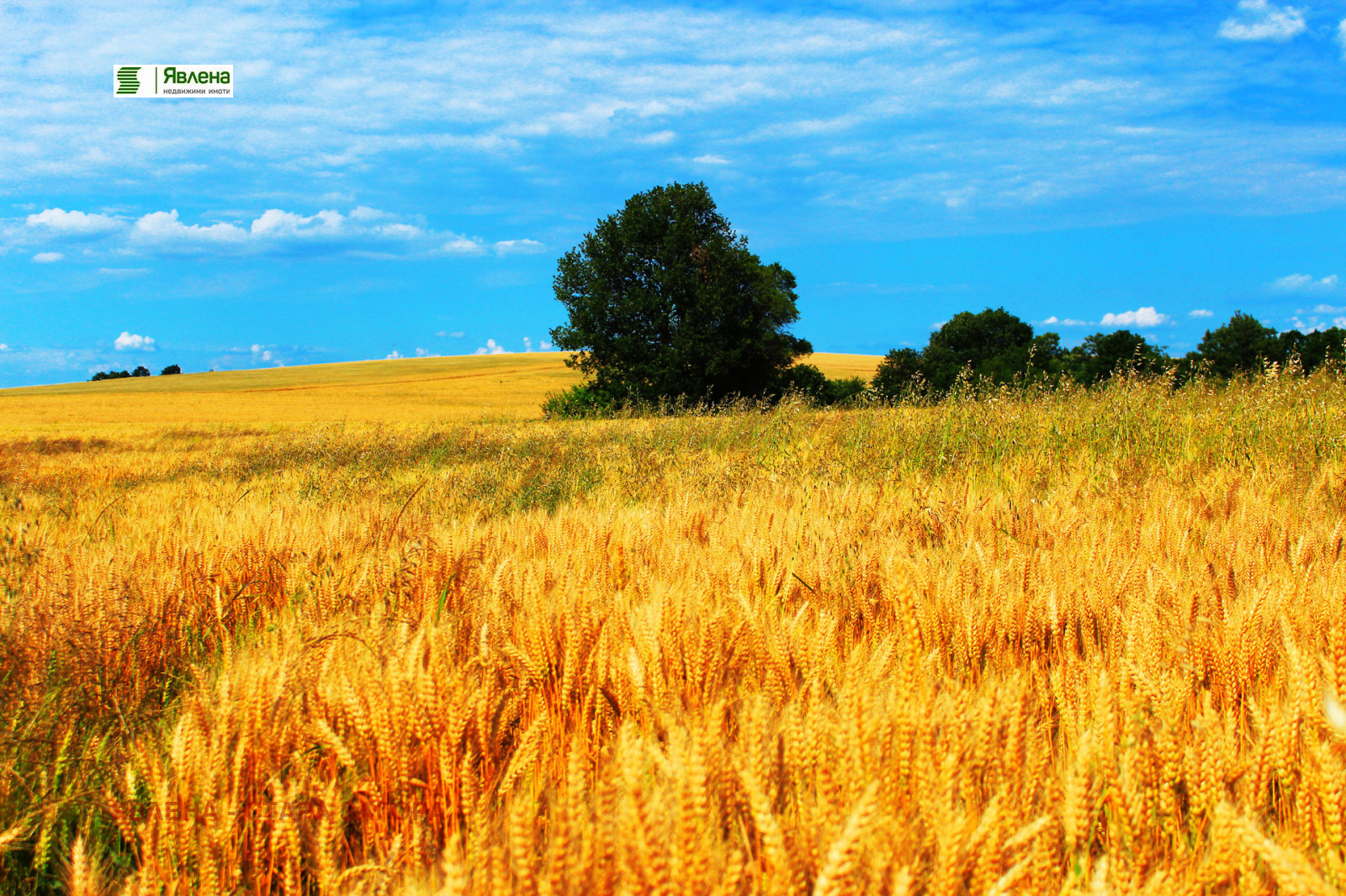 Продава ЗЕМЕДЕЛСКА ЗЕМЯ, с. Оряховица, област Стара Загора