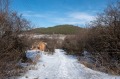 Продава КЪЩА, област Перник, с. Бабица • 26000 € • 94296816 — Holmes.bg