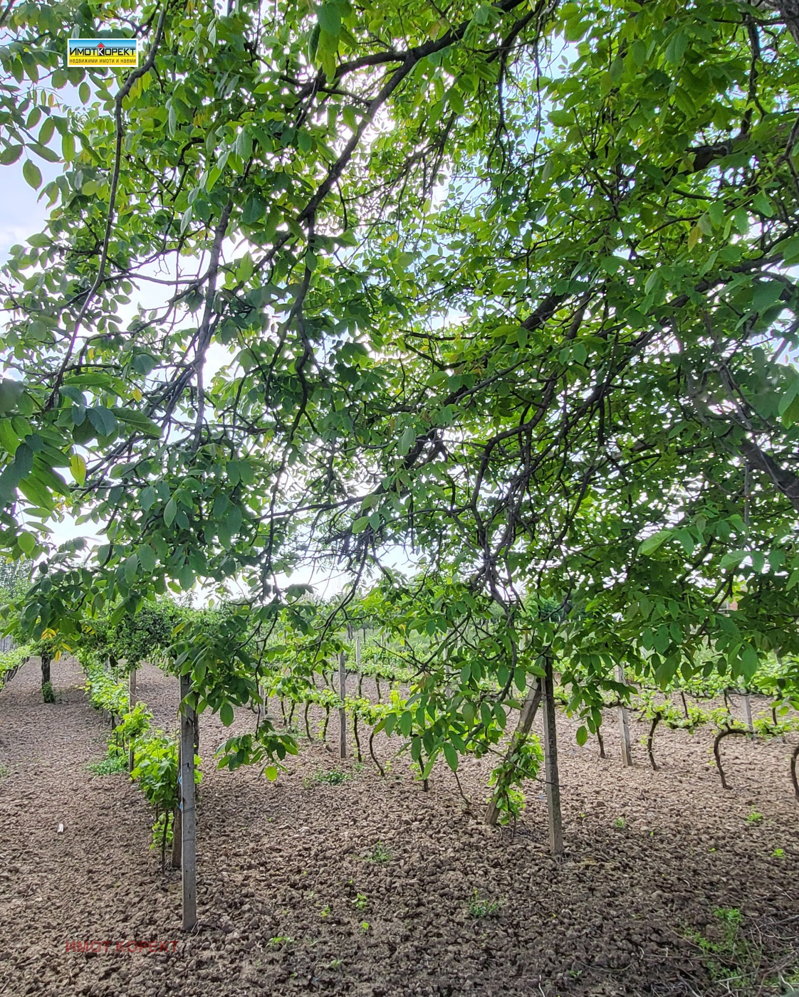 Продава ПАРЦЕЛ, с. Черногорово, област Пазарджик, снимка 6 - Парцели - 54509310