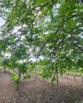 Продава ПАРЦЕЛ, с. Черногорово, област Пазарджик, снимка 6